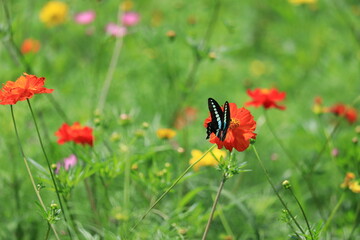 Cosmos field of various colors in Hamarikyu  Garden ,japan,tokyo