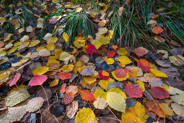 AUTUMN, Populus tremula, commonly called aspen, common aspen, Eurasian aspen, European aspen, or...