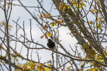 starling standing on a branch