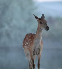 
roe deer in the wild at dawn near the river