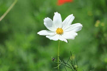 Cosmos field of various colors in Hamarikyu  Garden ,japan,tokyo