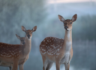 
roe deer in the wild at sunrise near the river