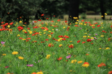 Fototapeta premium Cosmos field of various colors in Hamarikyu Garden ,japan,tokyo