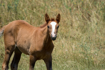 Obraz premium brown horse in the field