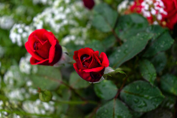 red rose in garden