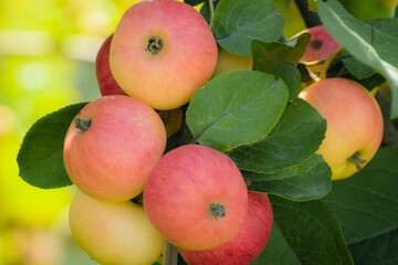 A bunch of apples on a branch in the rays of sunlight