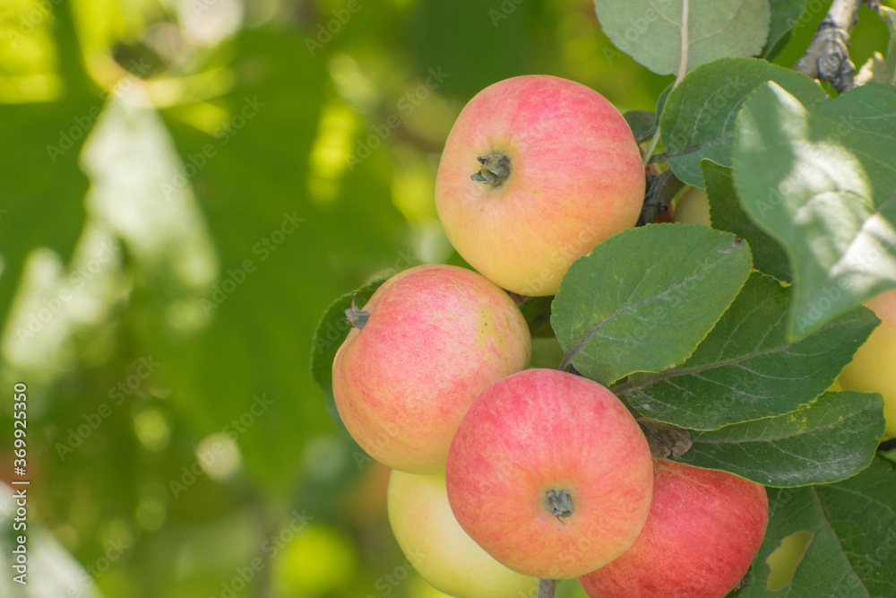 Wall mural A bunch of apples on a branch in the rays of sunlight