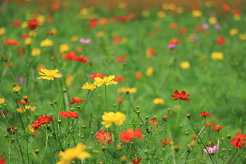Cosmos field of various colors in Hamarikyu  Garden ,japan,tokyo