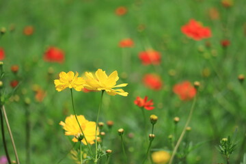 Cosmos field of various colors in Hamarikyu  Garden ,japan,tokyo