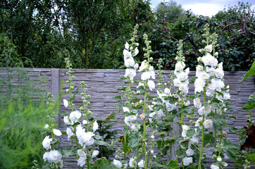 is a full-blown hollyhock with medium-sized flowers with a diameter of about 10 cm. They are pure white and, thanks to their full bloom, they look like scoops of fresh whipped cream and marigold