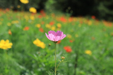 Cosmos field of various colors in Hamarikyu  Garden ,japan,tokyo