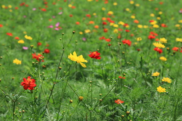 Fototapeta premium Cosmos field of various colors in Hamarikyu Garden ,japan,tokyo