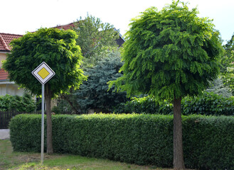 belongs to the group of favorites suitable for small gardens, as it has a compact, spherical crown,...