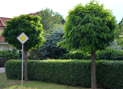 belongs to the group of favorites suitable for small gardens, as it has a compact, spherical crown, which usually grows to about 2 m in width and height. white acacia.