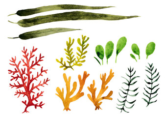 海藻2 © こまちみゆた