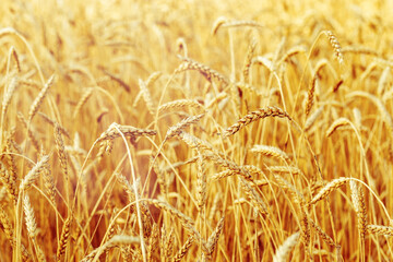 Ripe wheat in an agricultural field. Harvest time.  Spike of wheat close up. Natural rural landscape. Selective focus.