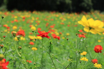 Cosmos field of various colors in Hamarikyu  Garden ,japan,tokyo