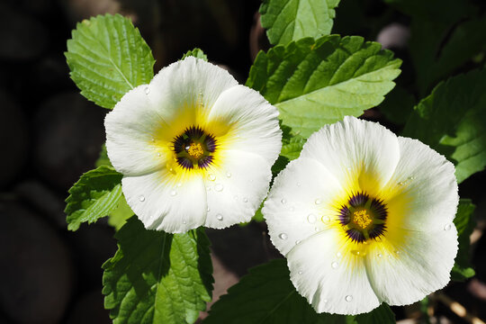 Closeup White turnera Subulata or White Sage Rose flower in the garden