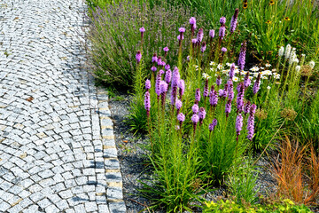 perennial flower bed with a predominance of purple in the garden and parks with bulbs - obrazy, fototapety, plakaty