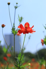 Cosmos field of various colors in Hamarikyu  Garden ,japan,tokyo