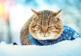 Portrait of a cute funny cat wearing knitted scarf. Cat sitting outdoors in the snow in winter during snowfall