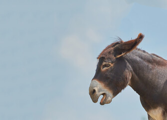 Donkey with a funny open mouth in emotion of surprise on a background of blue sky