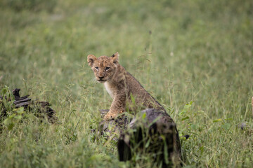 Lion Cub