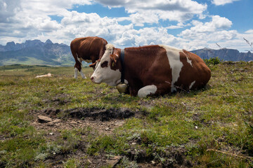 Fototapeta na wymiar Kühe auf der Seiser Alm