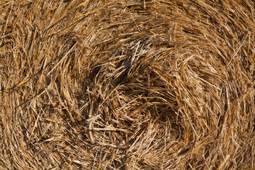 Zbliżenie na zwiniętą słomę w beli.