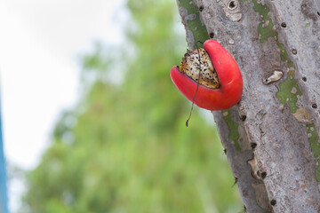 Fruit of the cactus mandacaru, typical of northeast region of Brazil