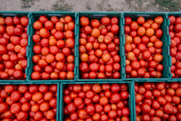 Naklejka na ściany i meble Ripe, red tomatoes in plastic boxes, prepared for transportation