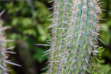 Brazilian Cactus - Xique Xique - Pilosocereus gounellei