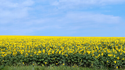 Fototapeta premium View of the nature of Moldova
