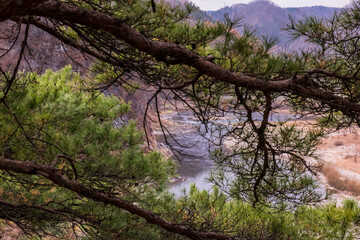 landscape of riverside and pine trees.