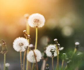 On a sunny summer day, fluffy white dandelion flowers bloom on long stalks, some of which have already faded and the seeds have been blown away by the wind.