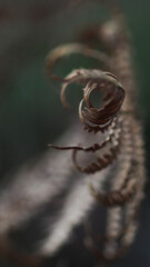 Feuilles de fougère tournoyantes, créant l'effet d'un tourbillon, dans un décor verdâtre très sombre