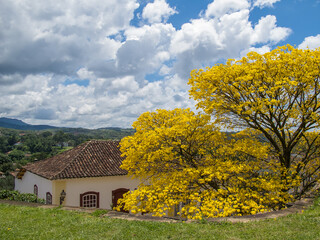 Colonial home with yellow ipê tree on the garden at Tiradentes - Minas Gerais, Brazil