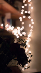 Plante et lumière