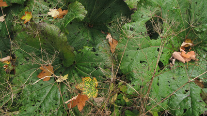 Wielkie zielone liście na tle małych opadłych i suchych liści