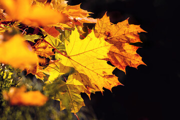Bright autumn maple leaves on a dark background in sunny weather