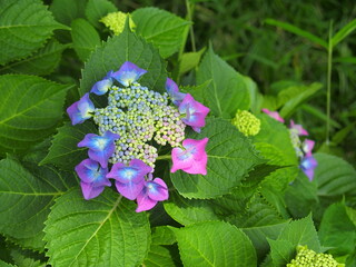 用水路土手に咲くカラフルな額紫陽花