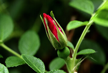 close up of a flower