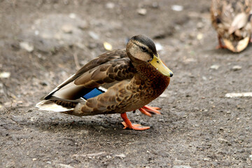 female mallard duck
