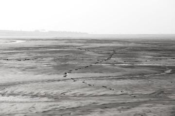 The beautiful and curious tidal mud flat.