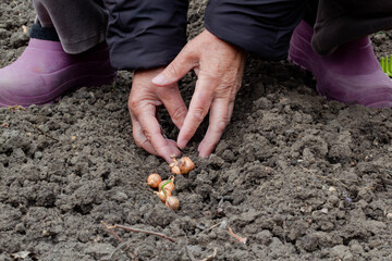 Farmer's female hands planting seeds in soil.Concept of nature conservation