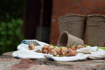 small sprouted bulbs in spring, lying on gloves, agricultural activity, harvest season, close-up, side view