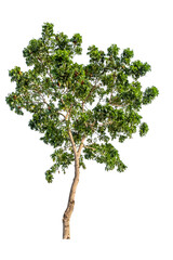 Isolated tropical big tree on white background with clipping path. Suitable for use in advertising and architecture design.