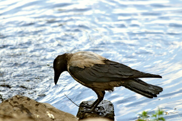 red tailed hawk