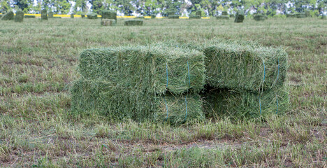 Square bales of alfalfa hay for cattle are lying on the field. © malshak_off