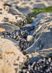 Cluster of Mussels on a Beach in Cornwall